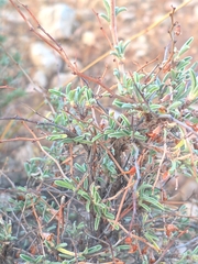 Anthyllis hermanniae