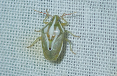 Tylospilus peruvianus