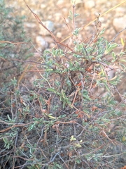 Anthyllis hermanniae