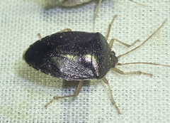 Neotibilis