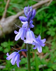 Hyacinthoides