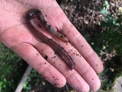 Lumbricus