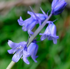 Hyacinthoides
