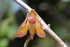 Deilephila porcellus