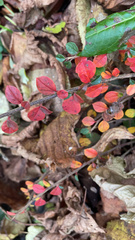 Cotoneaster horizontalis