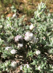 Dissocarpus paradoxus