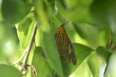 Asota plaginota