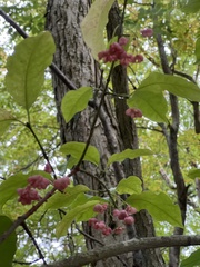 Euonymus atropurpureus