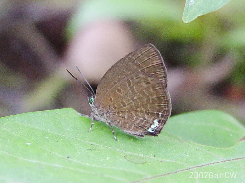 Small Tailless Oakblue