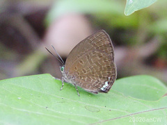 Arhopala antimuta