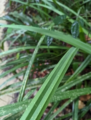 Pandanus amaryllifolius