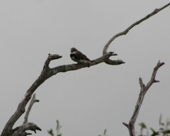 Stagonopleura guttata