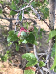 Ochna inermis