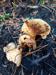 Paxillus involutus