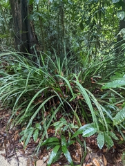 Pandanus amaryllifolius