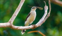 Fluvicola nengeta nengeta