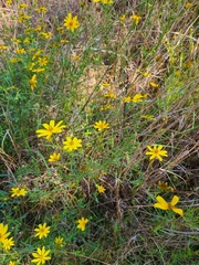 Bidens aristosa