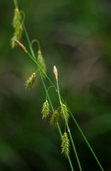 Carex castanea