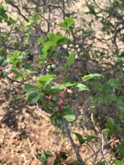 Ochna inermis