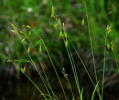 Carex castanea