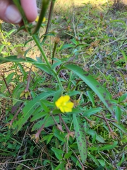 Ludwigia leptocarpa