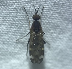 Sylvicola alternatus