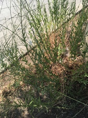Oenothera lindheimeri