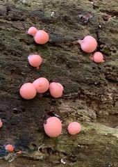 Lycogala epidendrum