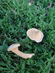 Hygrophoropsis aurantiaca