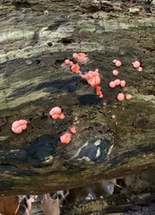 Lycogala epidendrum
