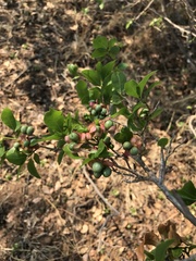 Ochna inermis