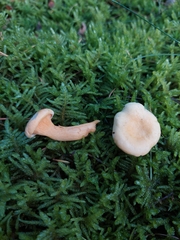 Hygrophoropsis aurantiaca