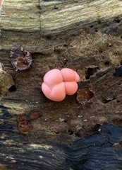 Lycogala epidendrum