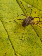 Oligolophus tridens