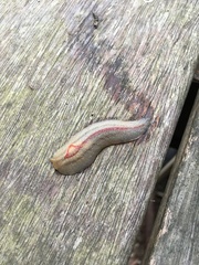 Triboniophorus graeffei