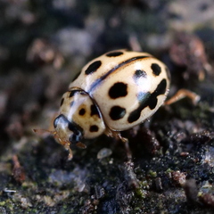 Tytthaspis sedecimpunctata