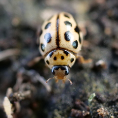 Tytthaspis sedecimpunctata