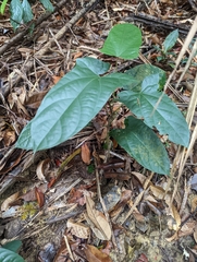 Aristolochia acuminata