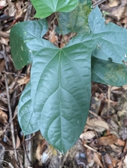 Aristolochia acuminata