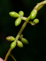 Eucalyptus viminalis pryoriana