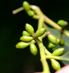 Eucalyptus viminalis pryoriana