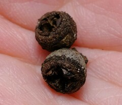 Eucalyptus viminalis pryoriana