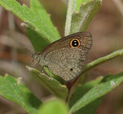 Ypthima arctous