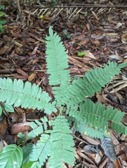 Adenanthera pavonina