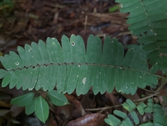 Adenanthera pavonina