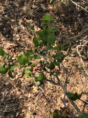 Ochna inermis