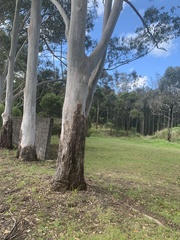 Eucalyptus grandis