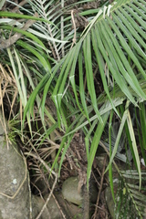 Astrocaryum mexicanum