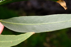 Eucalyptus viminalis pryoriana