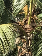 Trachypithecus cristatus
